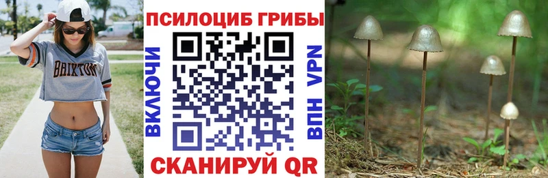 Псилоцибиновые грибы прущие грибы  как найти закладки  Кяхта 